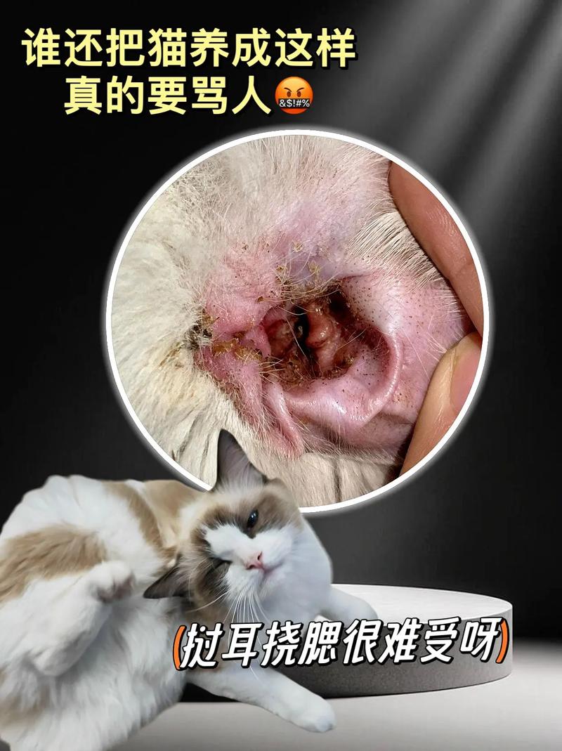 耳中取出活体猫螨虫
