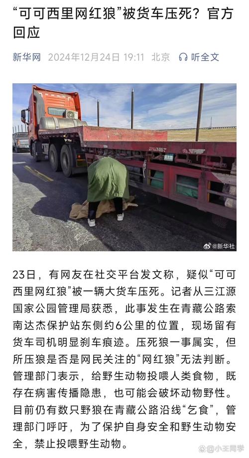 西藏自驾遭两狼夹击